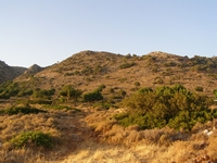 Βιολογικό Μέλι