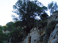 Βιολογικό Μέλι