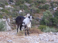 Βιολογικό Μέλι