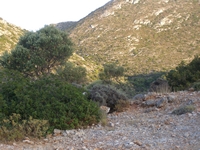 Βιολογικό Μέλι