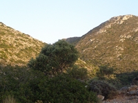 Βιολογικό Μέλι