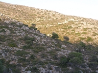 Βιολογικό Μέλι