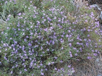 Βιολογικό Μέλι