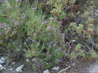 Βιολογικό Μέλι