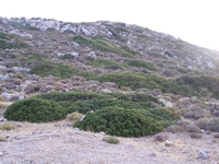 Βιολογικό Μέλι