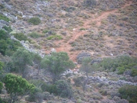 Βιολογικό Μέλι