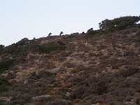 Βιολογικό Μέλι