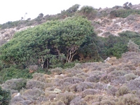 Βιολογικό Μέλι