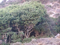 Βιολογικό Μέλι