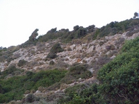 Βιολογικό Μέλι