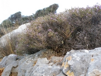 Βιολογικό Μέλι