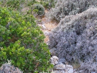 Βιολογικό Μέλι