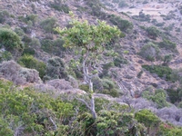 Βιολογικό Μέλι