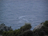 Βιολογικό Μέλι