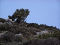 Βιολογικό Μέλι