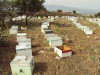 Βιολογικό Μέλι